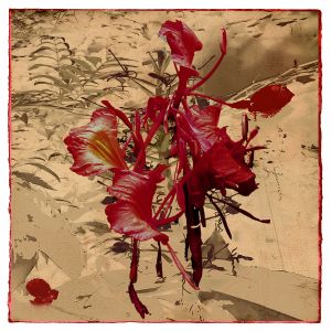 Flor de Sangre 2026 © 38 x 38 cm