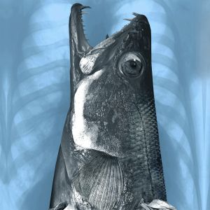 Schizofish Banier 2022 © 300 x 120 cm